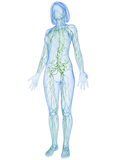 Body Graphic 1