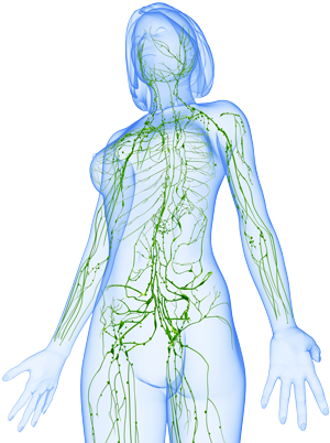 Body Graphic