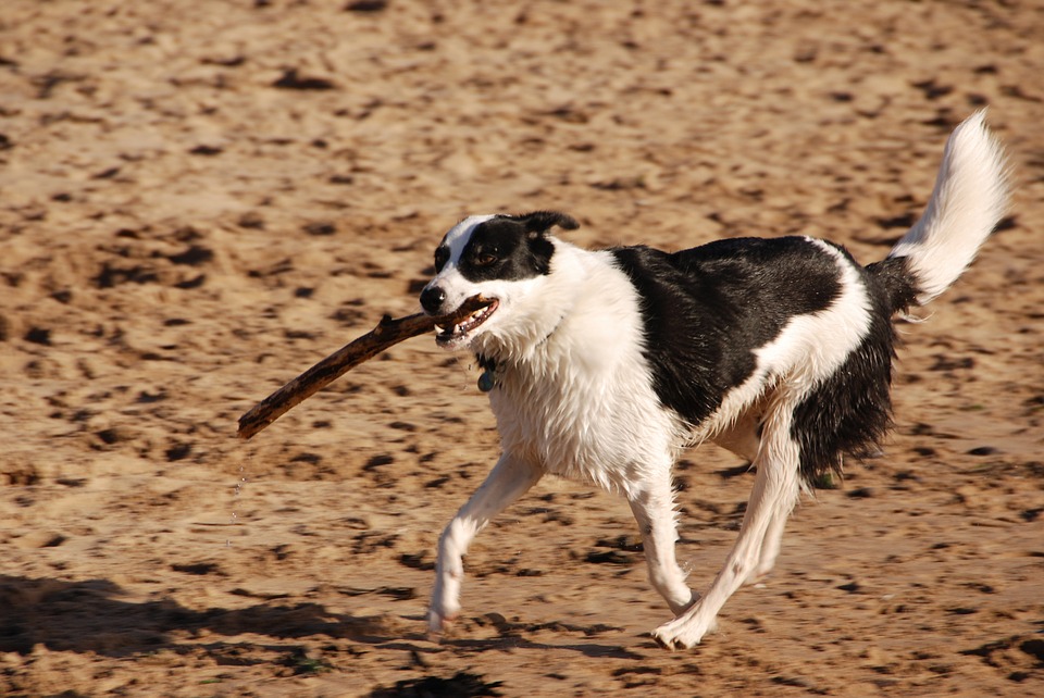 dog walking