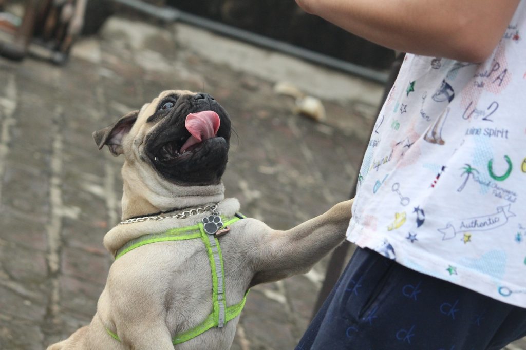 dog