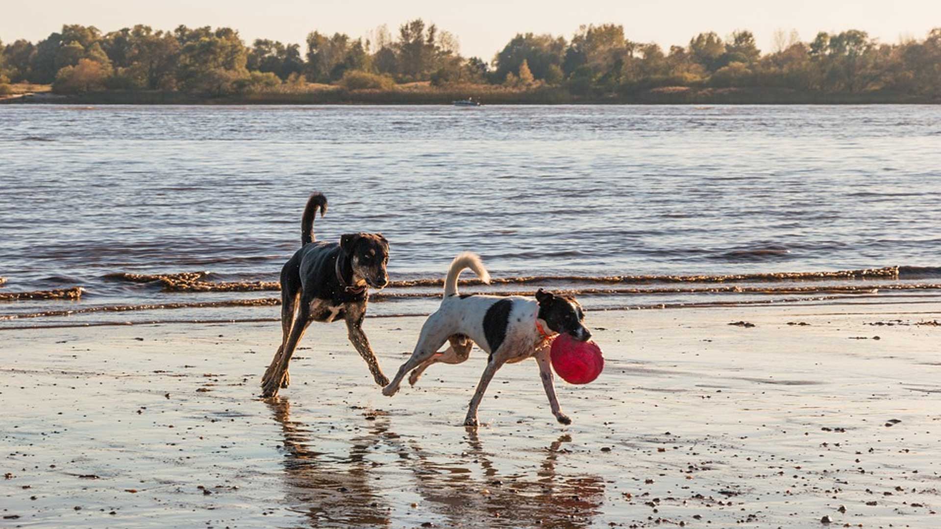 Furry Friends Having Fun With The Zen Pet Del Mar Dog Walkers