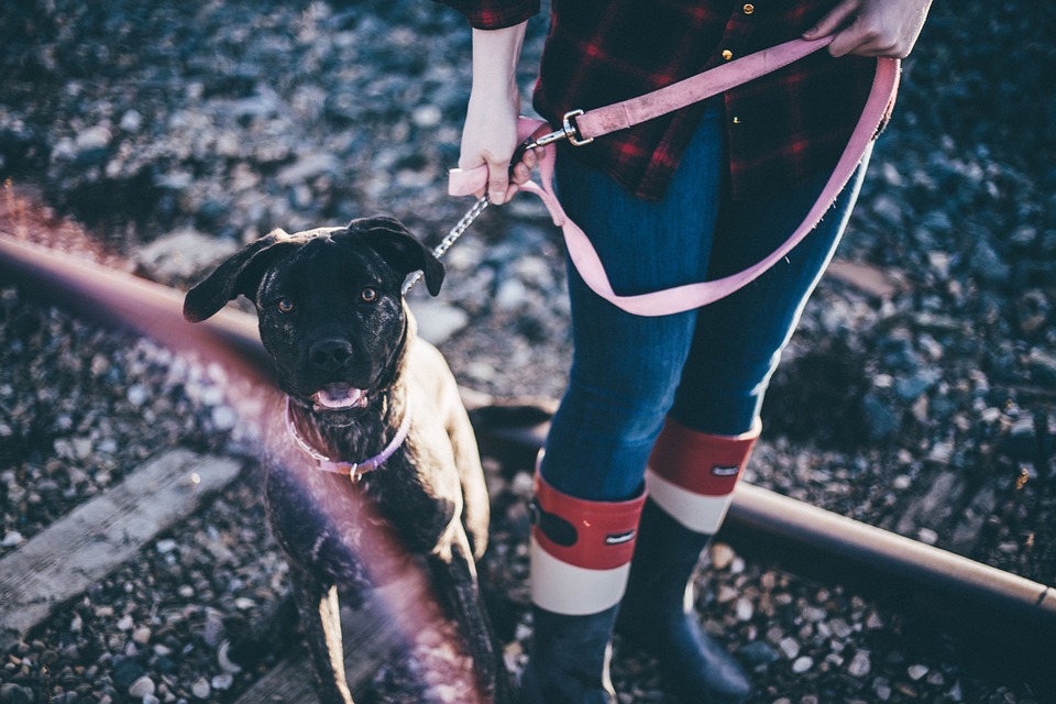 pet sitter