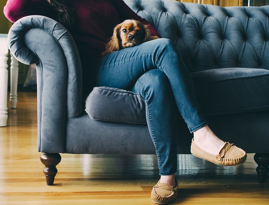 pet sitting service