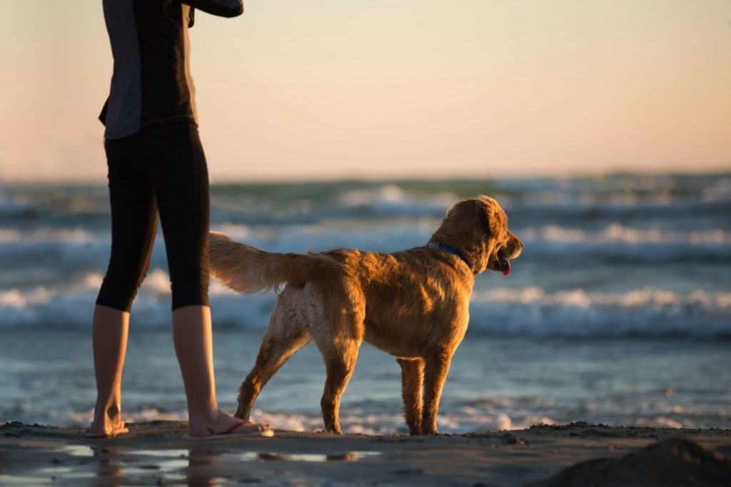 pet sitter