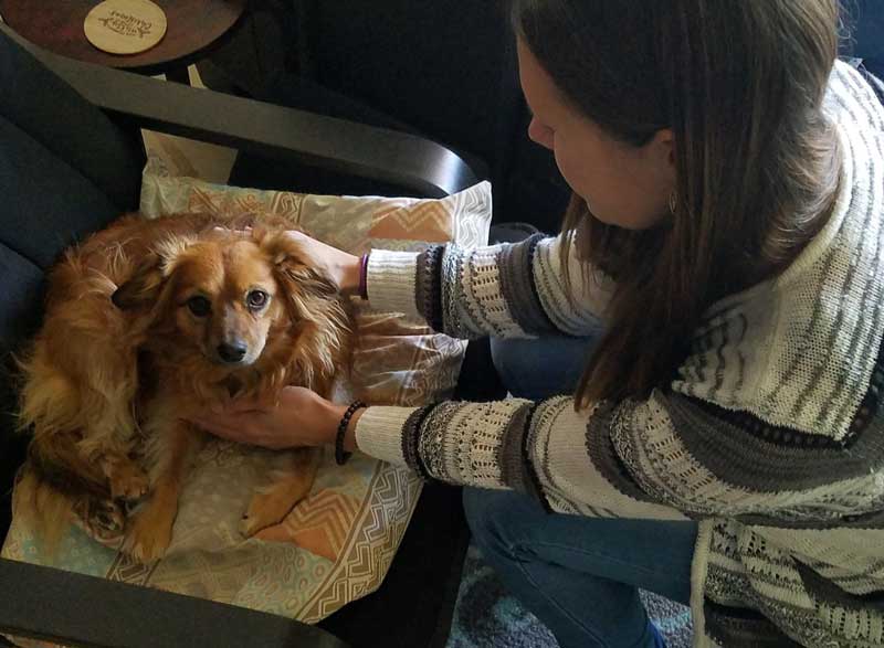 The Zen Pet Reiki Animal Healing