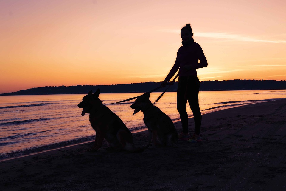 pet sitter