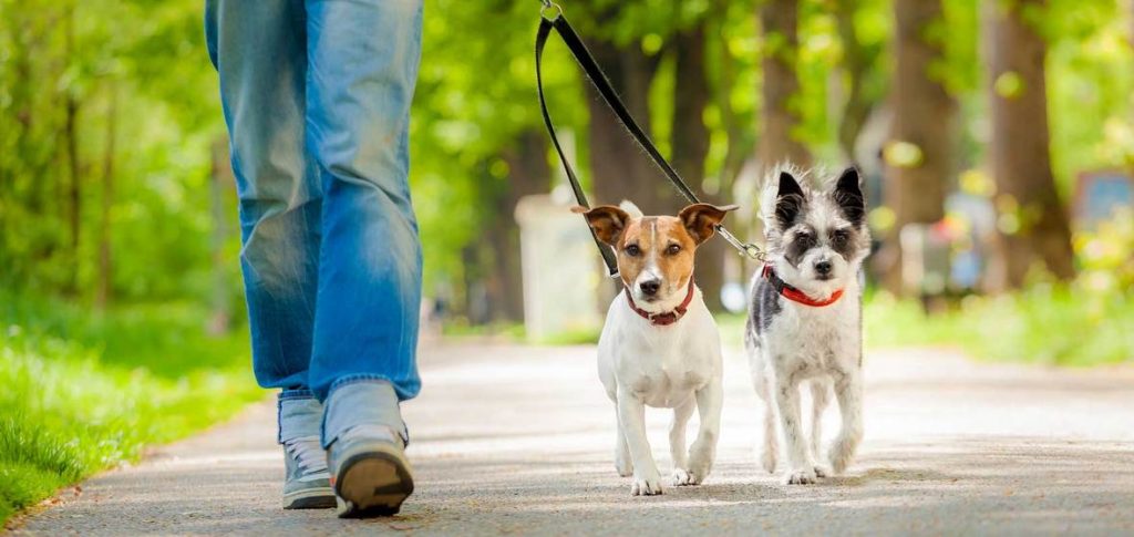 pet sitter