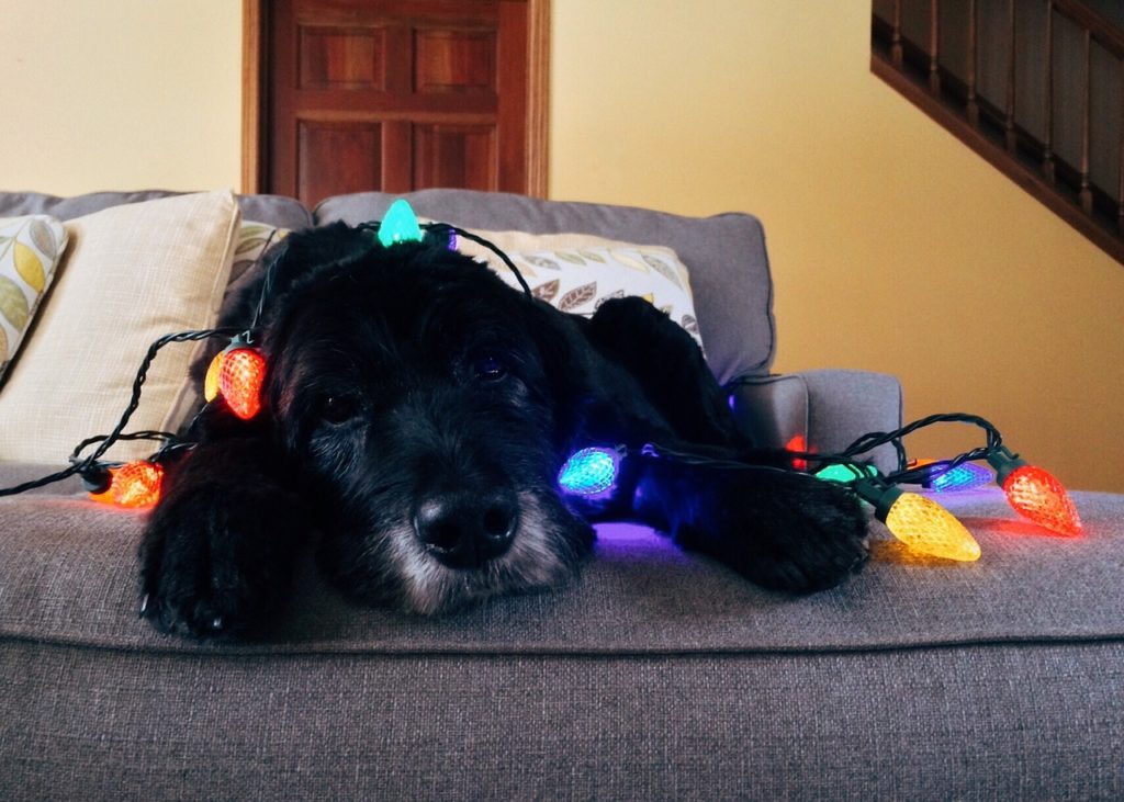 Christmas dog