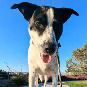 the-zen-pet-dog-walking-services-2