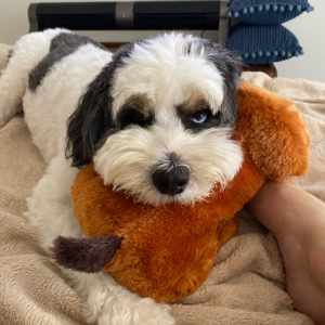 the-zen-pet-setinng-services-1