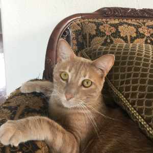 the-zen-pet-sitting-services-2