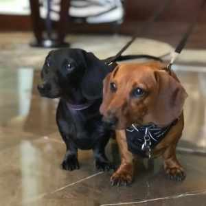the-zen-pet-sitting-services