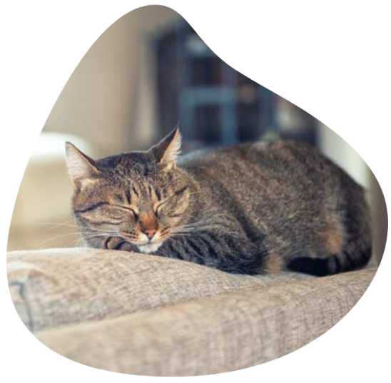 Cat Sleeping Zen Pet